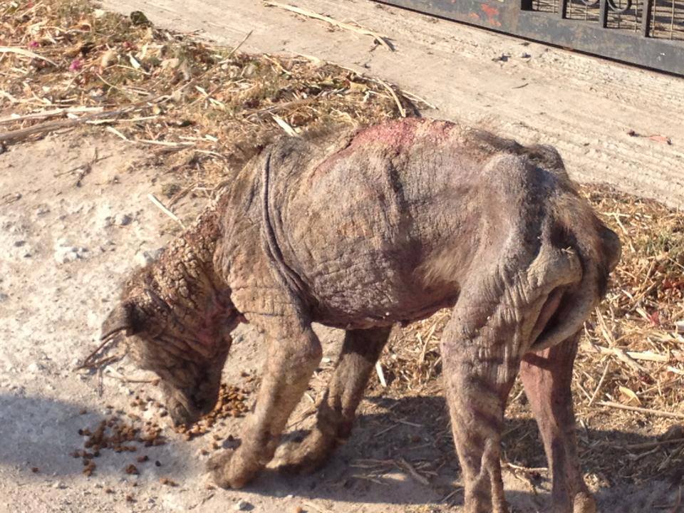 Σαρωνίδα Αττικής: Έσωσαν τον σκύλο που περιφερόταν σαν ζωντανή μούμια